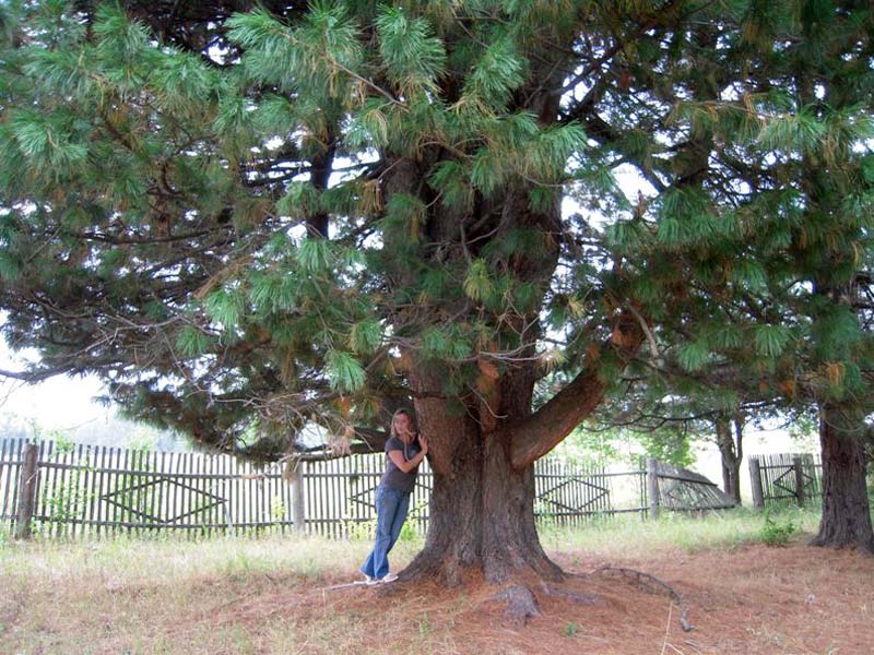 Кедры Кедры