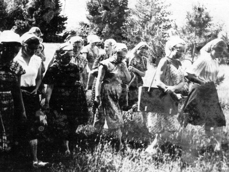 Студенты в молодом кедровнике Студенты в молодом кедровнике